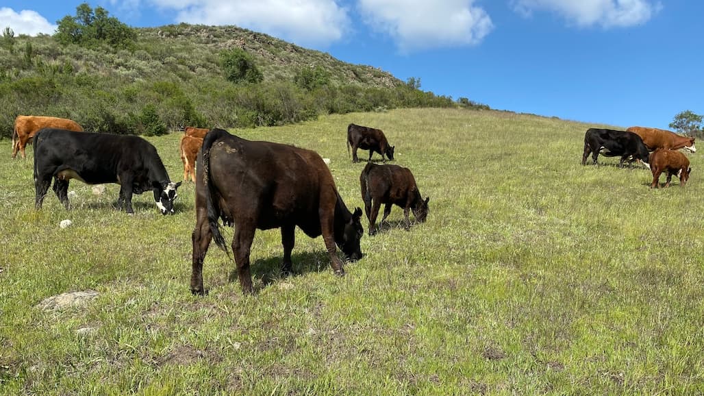 Could Rangeland Return to the Central Valley?