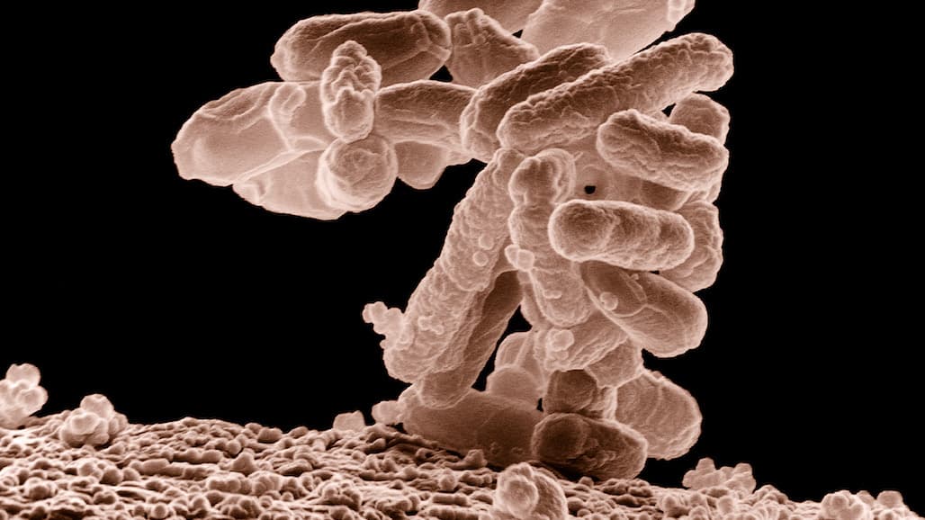USDA Study Aims to Facilitate Traceability During Foodborne Outbreak Investigations