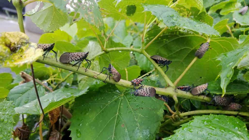 Mating Disruption Research to Combat Spotted Lanternfly Included in CDPR’s $3.75 Million Investment
