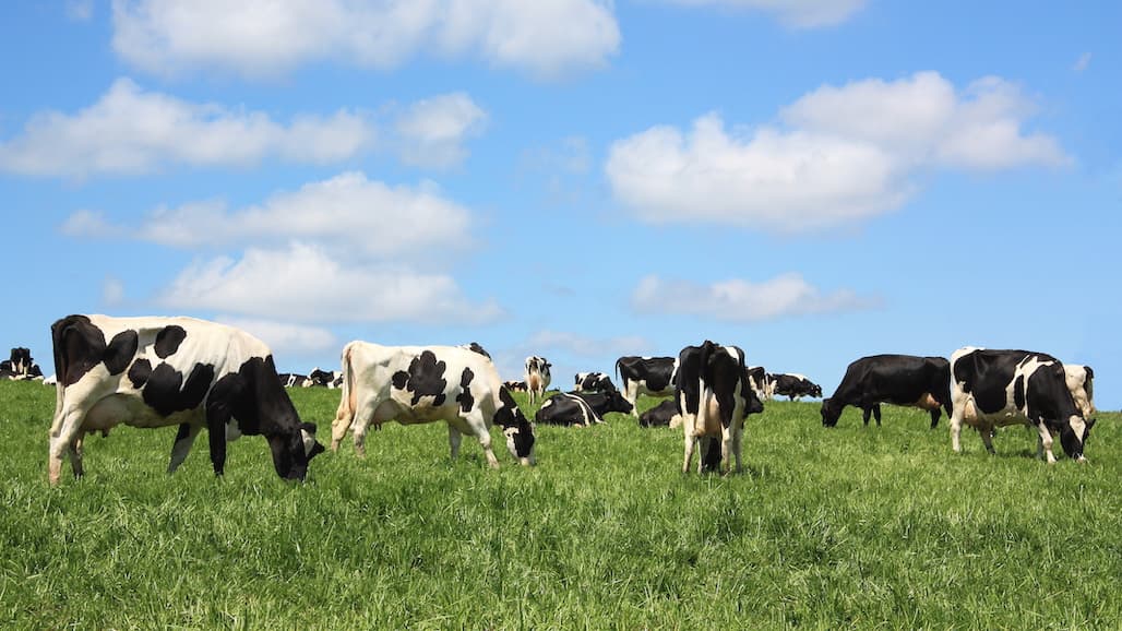 New Dairy, Livestock Insurance Options for Better Protection, Flexibility