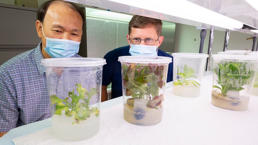 Terrestrial Fungus May be Key to Farming in Space