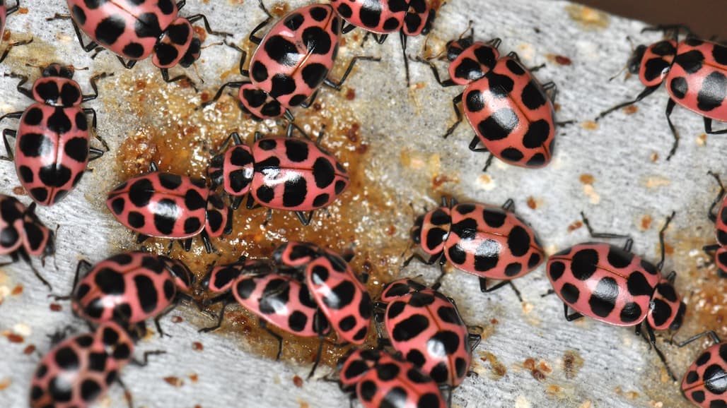 Researchers Create Artificial Diet to Raise Beneficial Insect