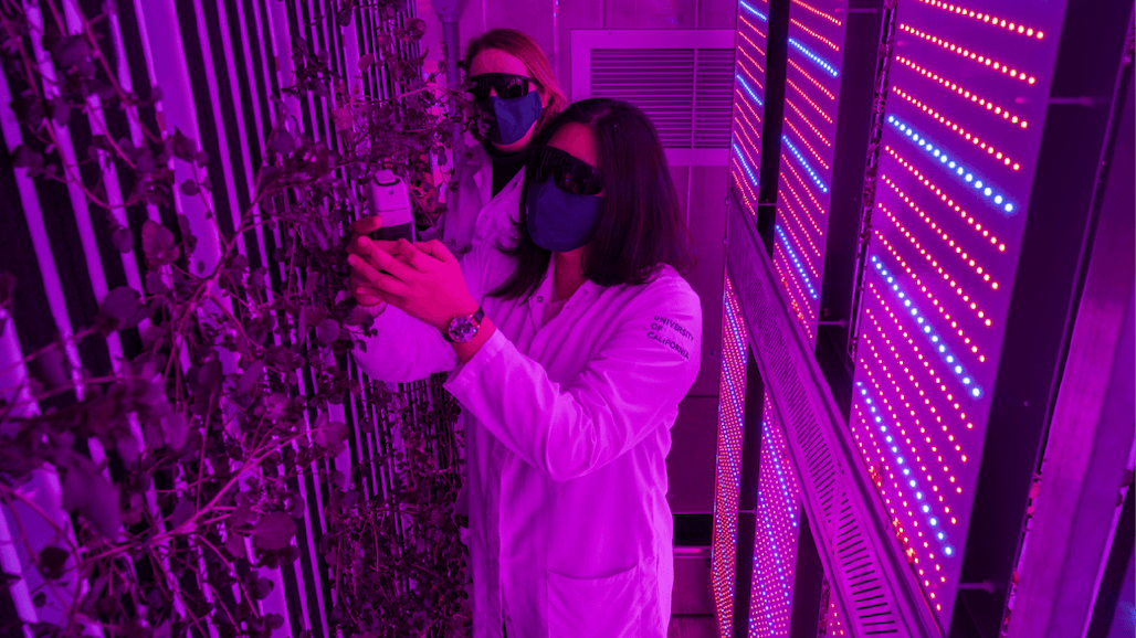 Vertical, Indoor Farming Boosts Yield and Anti-Cancer Nutrition of Watercress