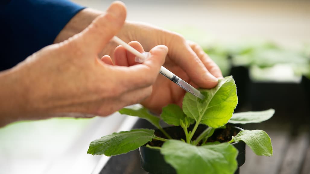 How Stressed-out Plants Produce Their Own Aspirin