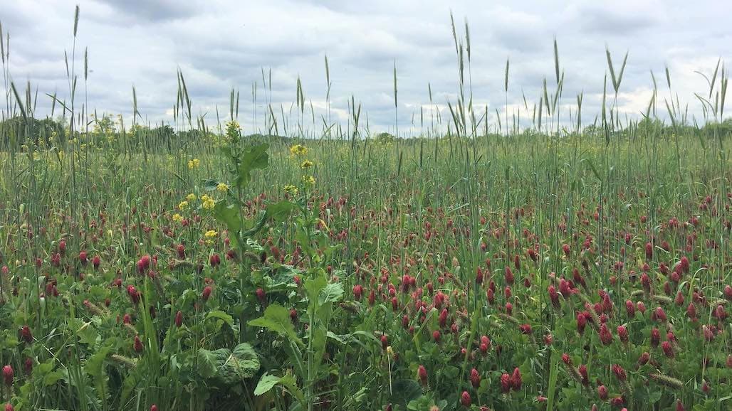 Impacts of Winter Grazing, Integrating Crop-Livestock Systems