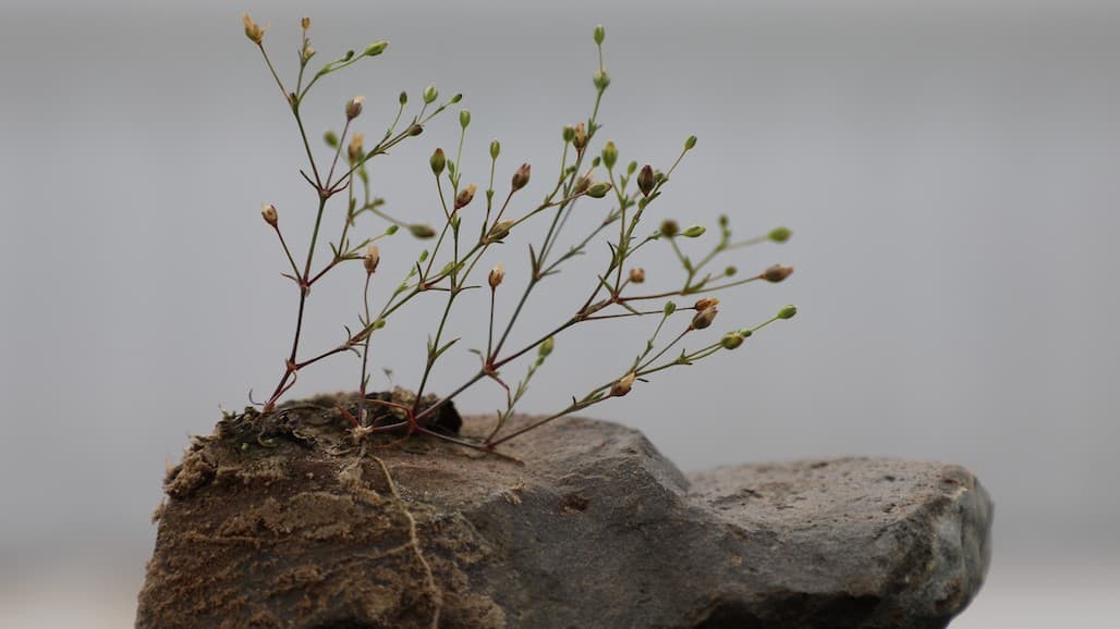 How Young Soil Supports Plant Life with Naturally Occurring Fungus