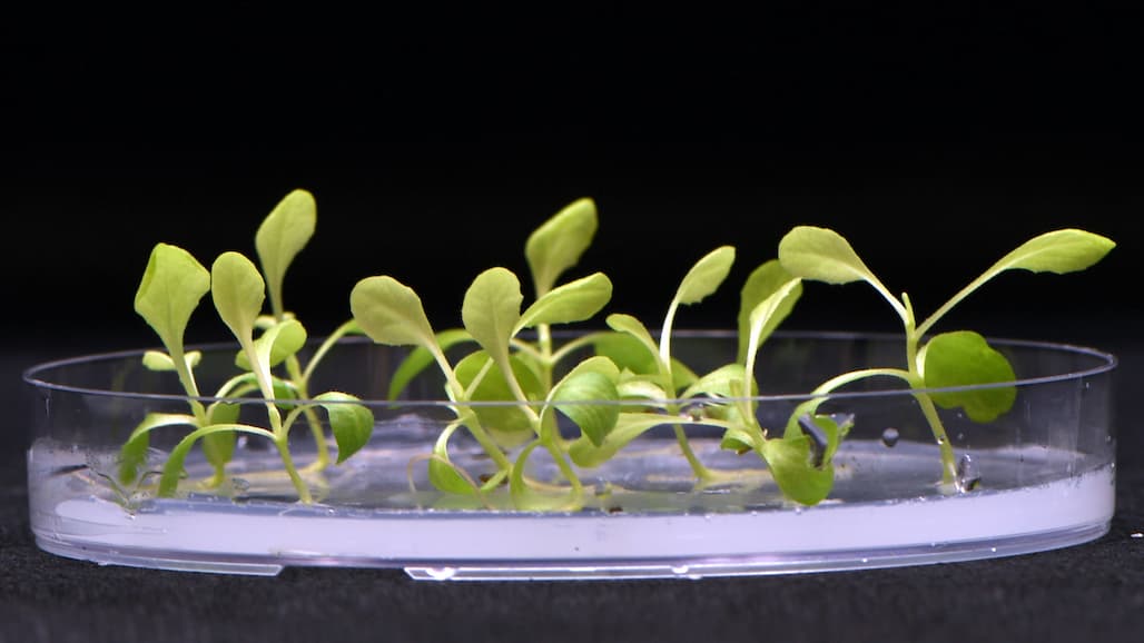 Artificial Photosynthesis Can Produce Food Without Sunshine