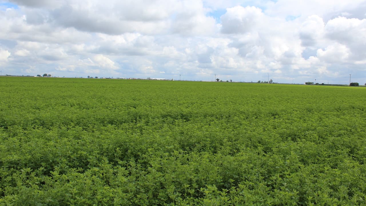 UCCE Explores Benefits of New Alfalfa Varieties with Reduced Lignin