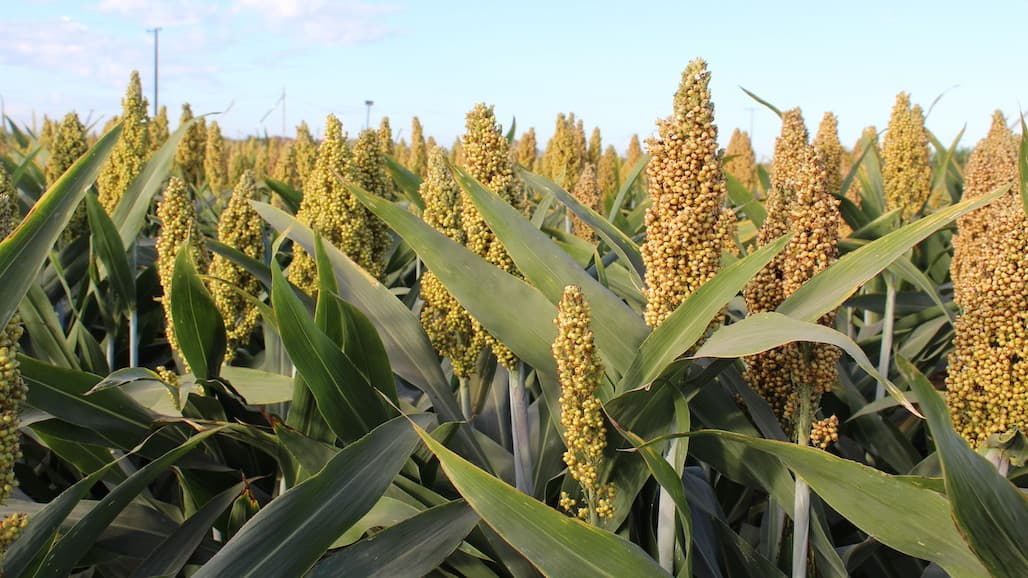 Sorghum Producers to Lead $65 Million USDA Partnerships for Climate-Smart Commodities Funded Project