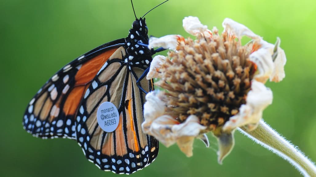 Be on Lookout for Migratory Monarchs