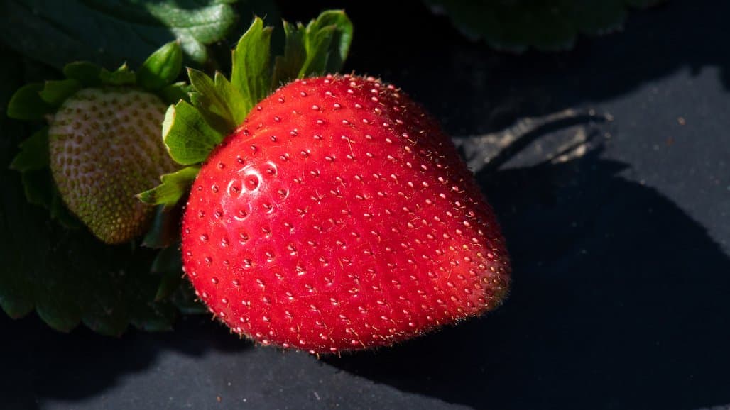 New Nanoparticle-Based Sensors to Measure Residual Herbicides in Food