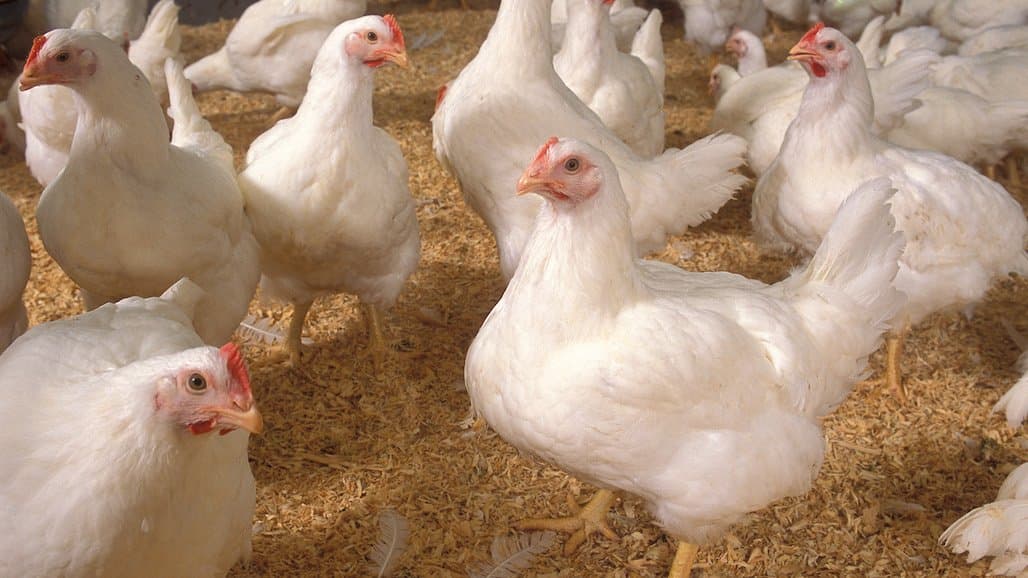 Hating On Big Food: Transparency Is Key