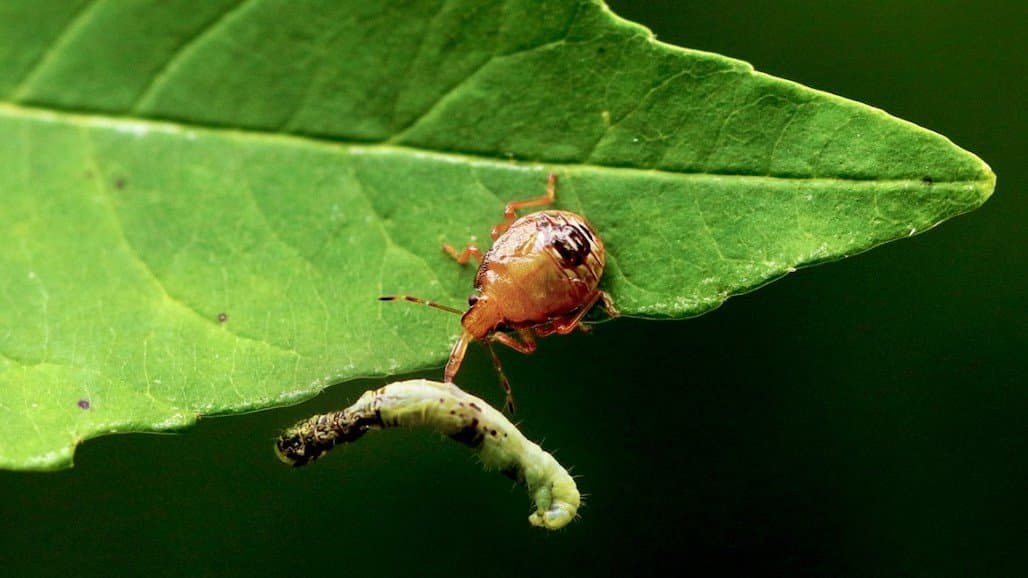 Artificial Light at Night Aids Caterpillar Predators