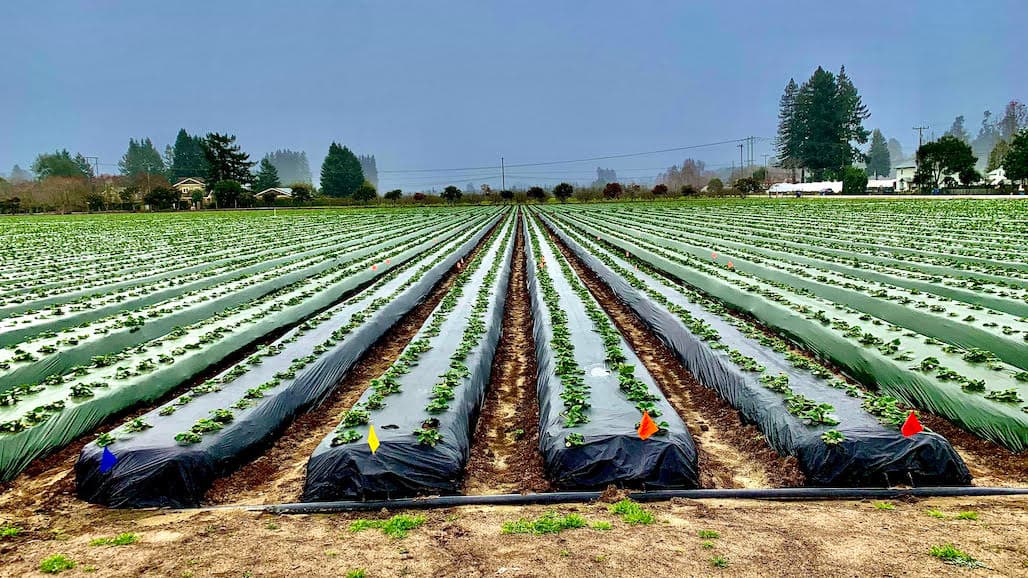 Plastic and Organic Ag: How to Break the Connection