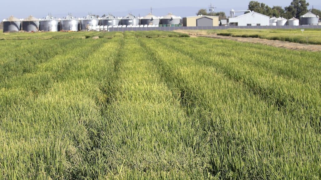 New Tool Calculates Crop Rotation Costs, Benefits for California Rice Growers