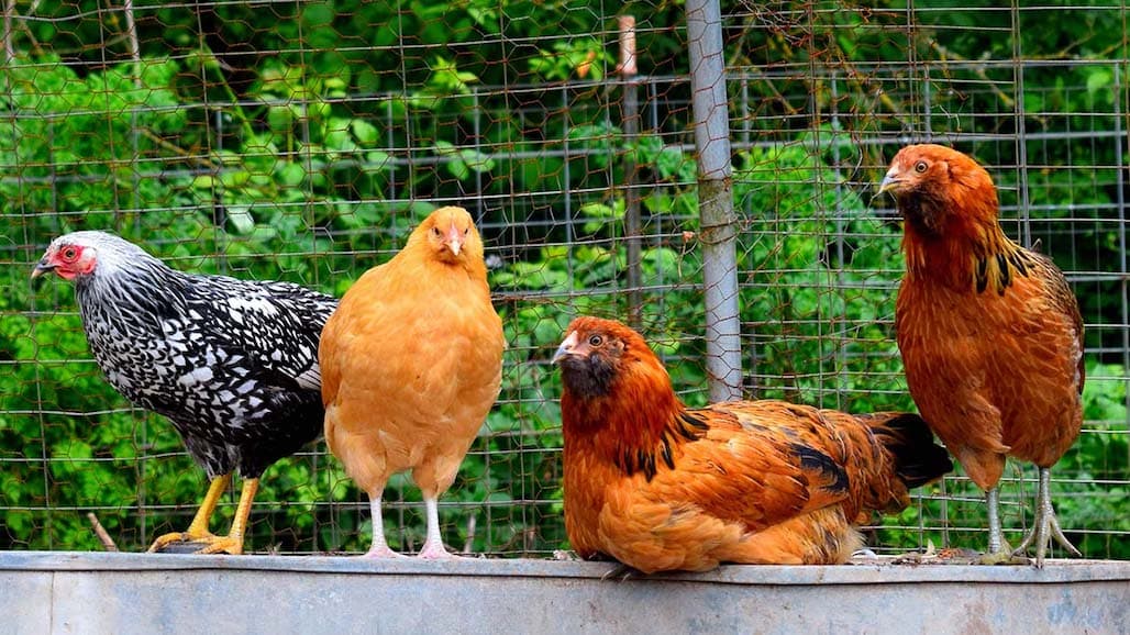 High Winds can Worsen Pathogen Spread on Outdoor Chicken Farms