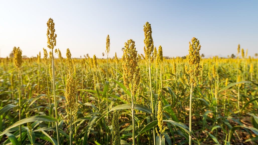 United Sorghum Checkoff Program Celebrates 15 Years Of Innovation