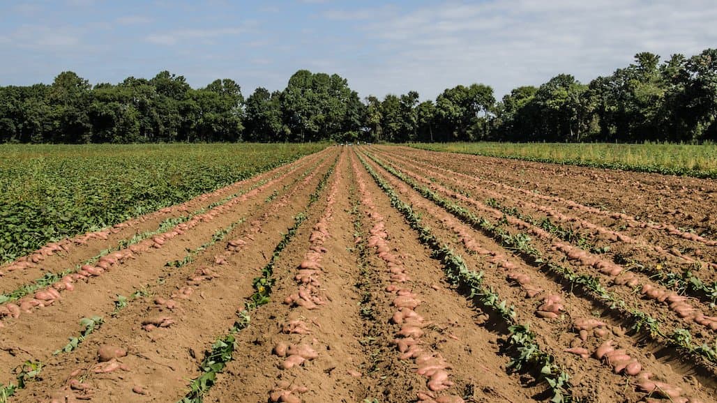 USDA Expands Crop Insurance Coverage Options for Specialty Crops