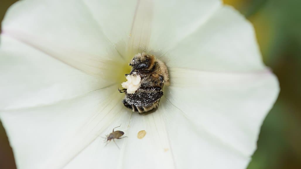 UC Davis Scientists Collaborate with Deep Look on Bindweed Turret Bees