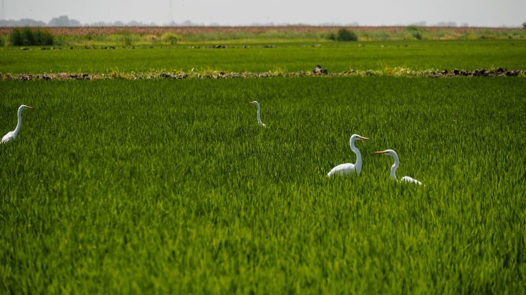 India’s Rice Export Ban: Short-Term Benefit, Long-Term Challenge for U.S. Rice