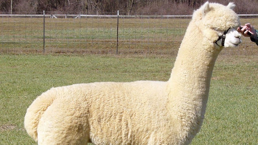 Alpaca Farms Nationwide Celebrate Alpaca Farm Days