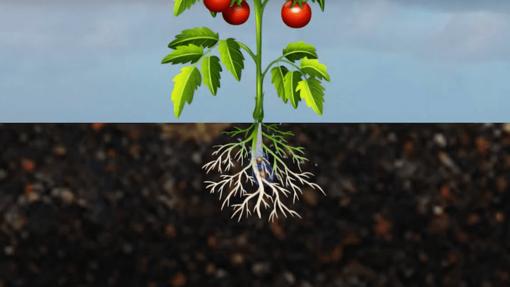 Video Released on Nitrogen Management in California Processing Tomatoes