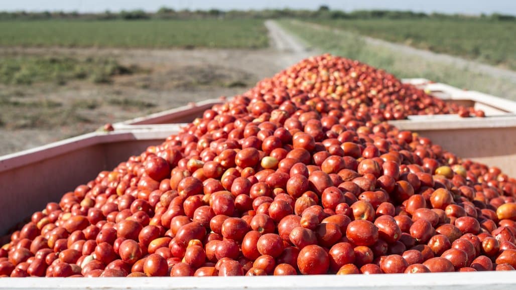 Largest CA Processing Tomato Crop Forecasted Since 2015