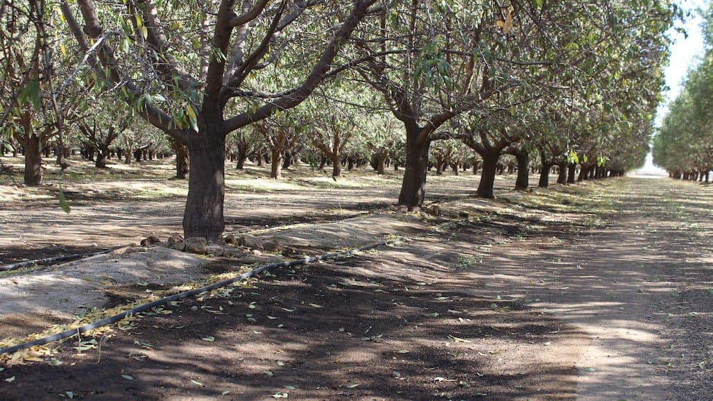 Post-Harvest Almond Orchard Considerations