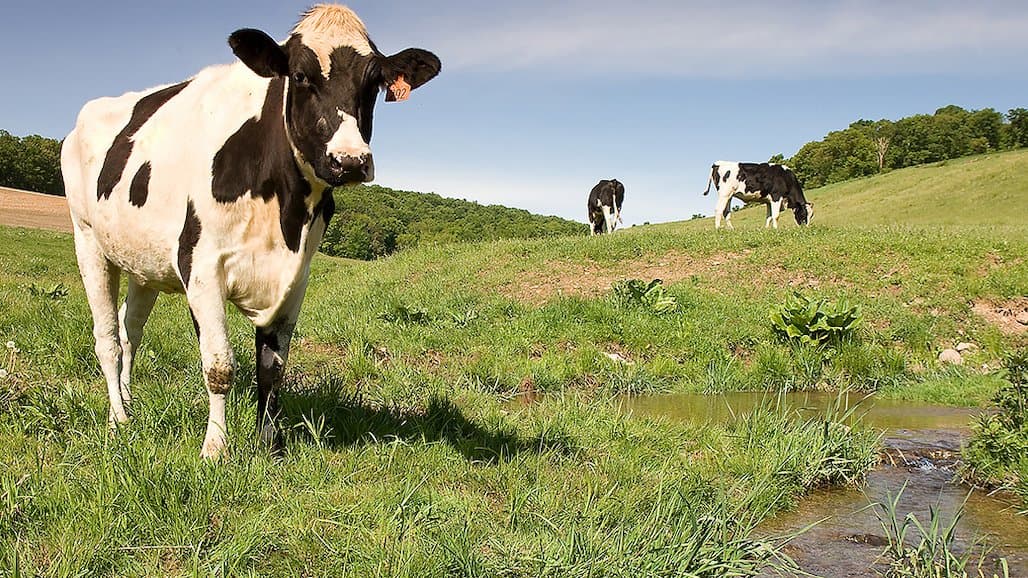 Solving the Mysteries Behind the World’s Most Widespread Zoonotic Disease
