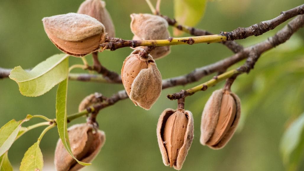 Cracking Open New Markets for California Almonds