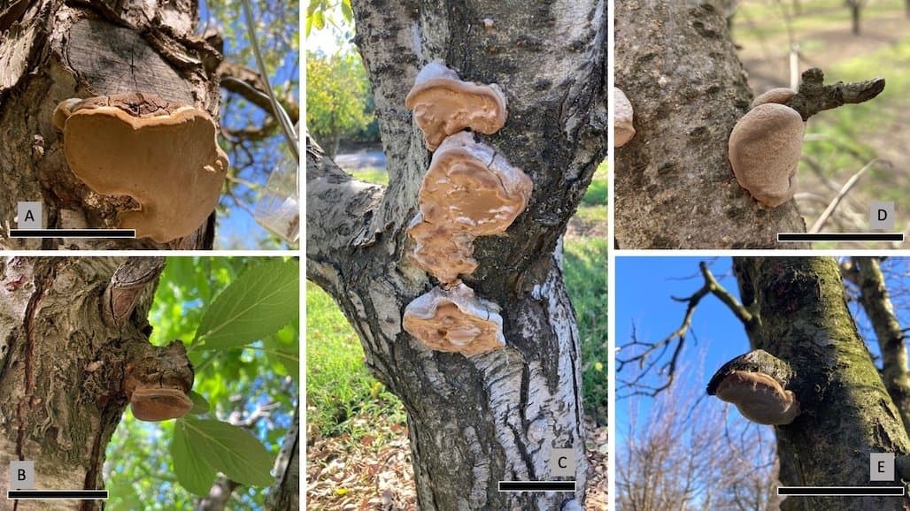 UCCE Tulare County Assists Pathologists in Survey for Decay Fungus in Prunes