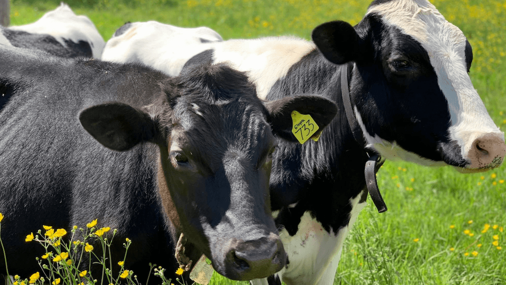 Understanding Cattle Grazing Personalities May Foster Sustainable Rangelands