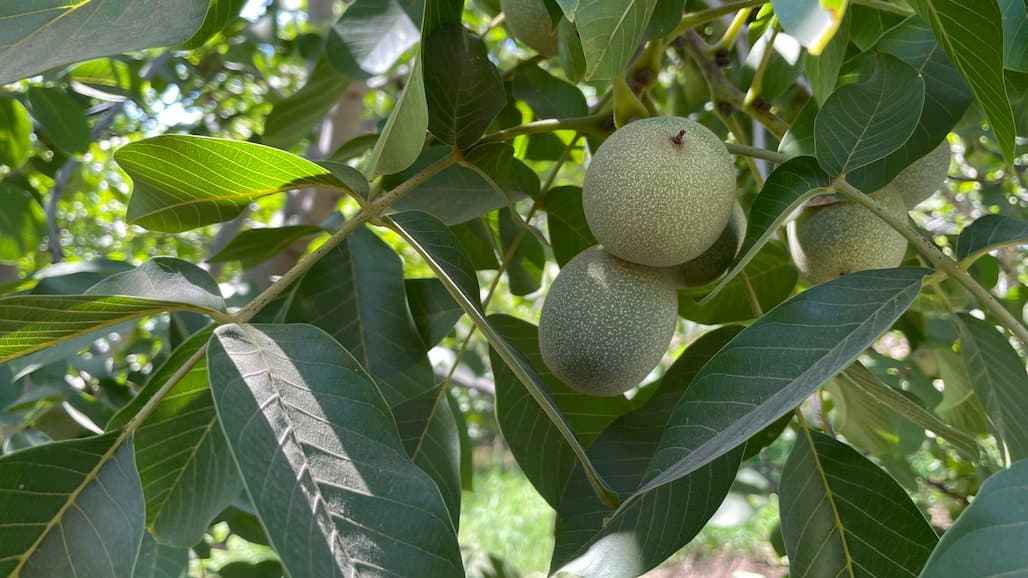 2024 California Walnut Crop Forecast Down Significantly