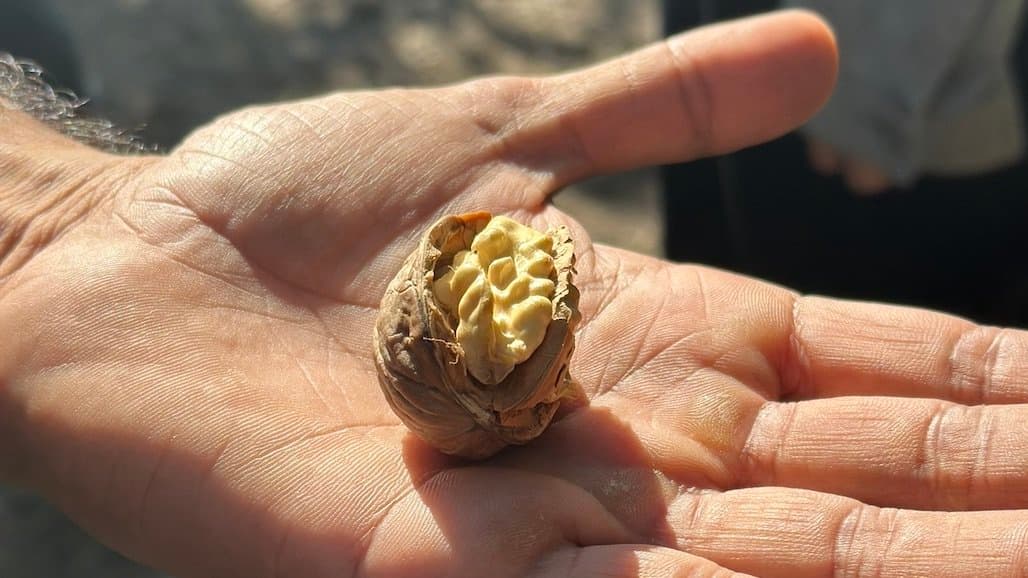 California Walnut Crop Mid-Harvest Update