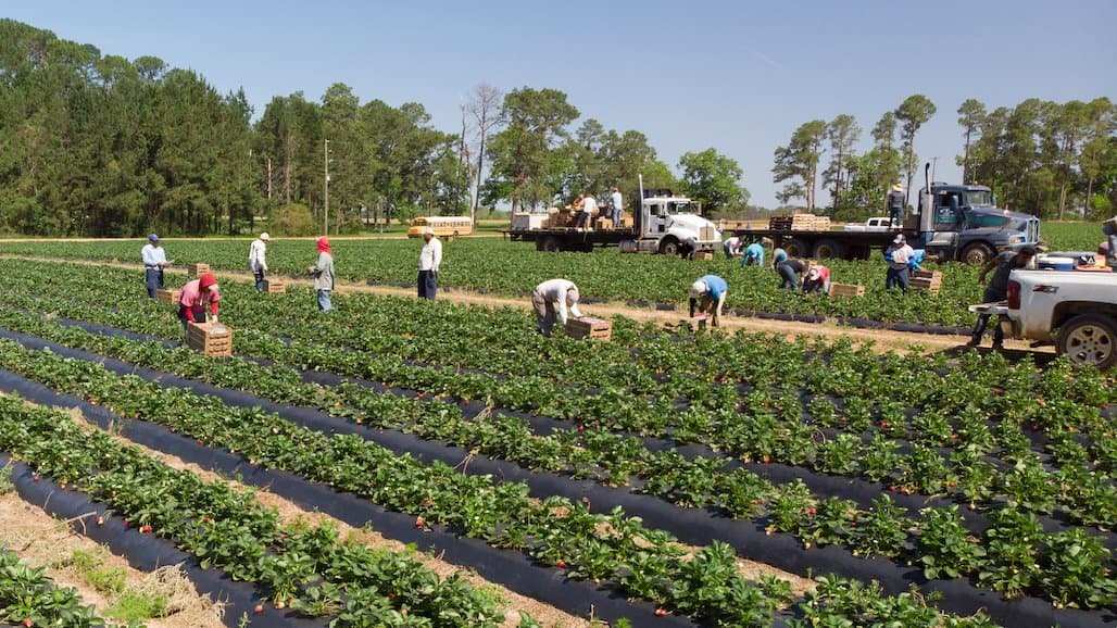 Will Importing Workers Lead to Importing Crops?