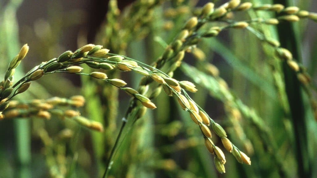 Making High-yielding Rice Affordable and Sustainable