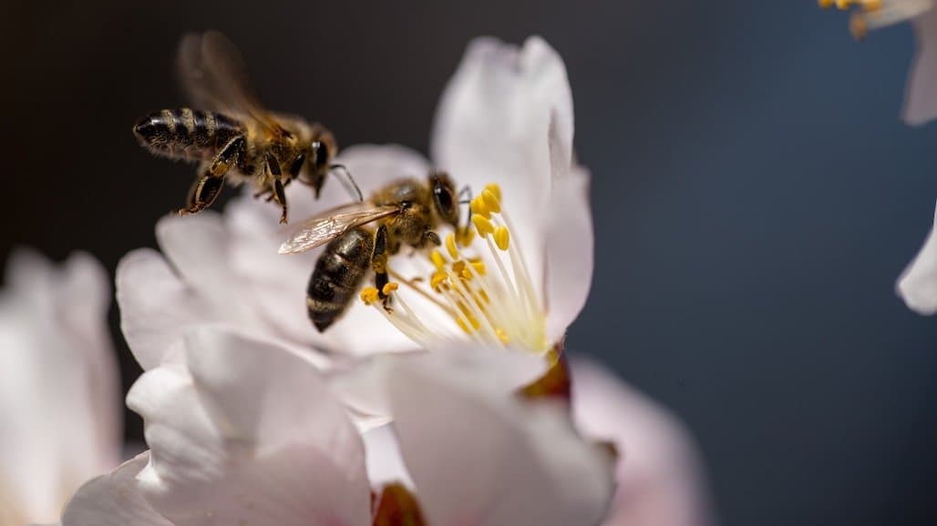 Long-Awaited UC Davis Bee Genetics Book Updated
