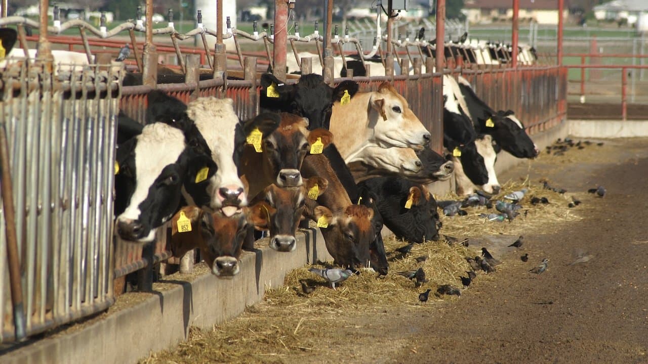 Bird Flu Causes Massive Impact on California & National Milk Production