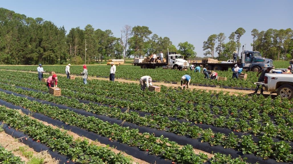 Bipartisan Group Reintroduce Farm Workforce Modernization Act