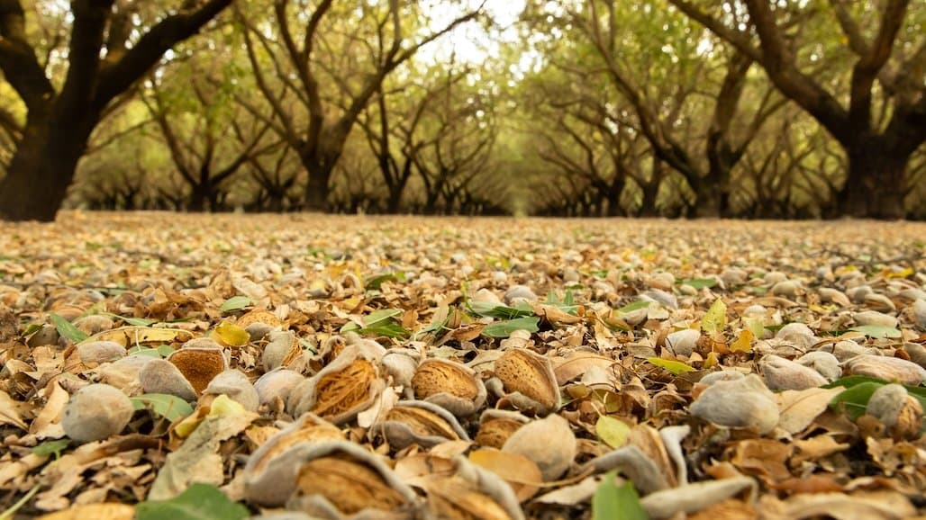 Almond Board Announces 2025 Election Results
