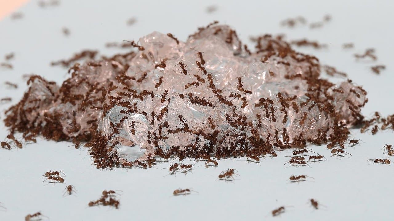 Ants Protect Deadly Citrus Disease Vector – New Ant Management Tools