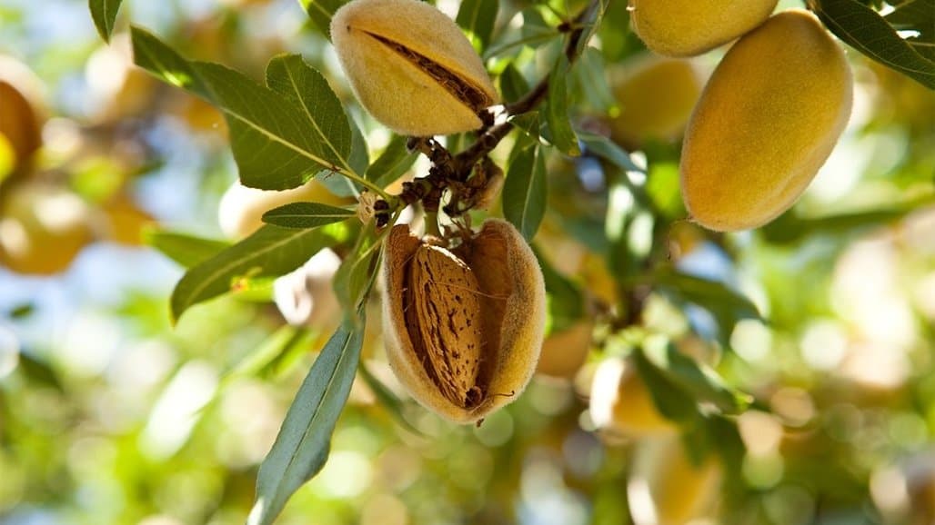 Revised Forecast Reveals Larger California Almond Crop