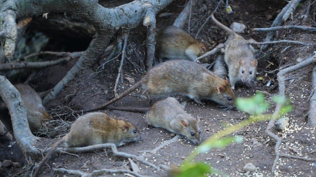 Confronting the Rodent Crisis: Challenges and Interventions for Almond Growers