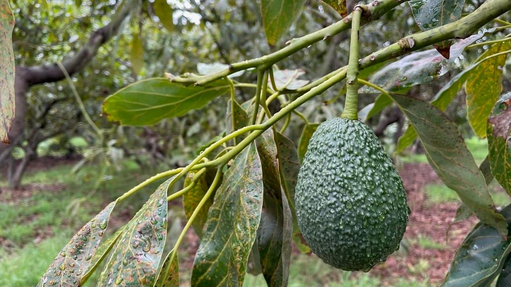 California Avocado Society to Host 110th Annual Meeting