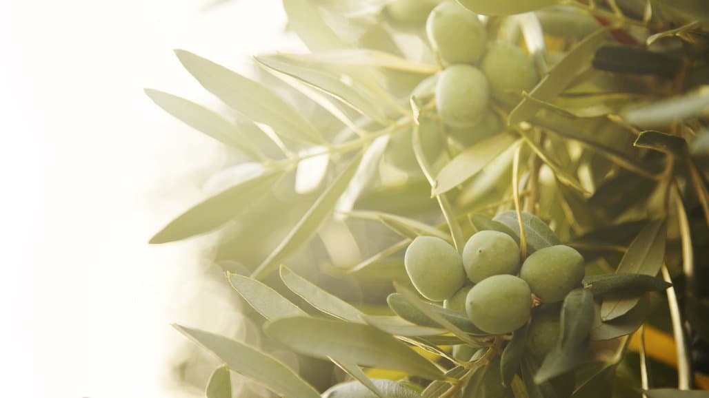 California Table Olive Forecast Down from Last Year’s Crop