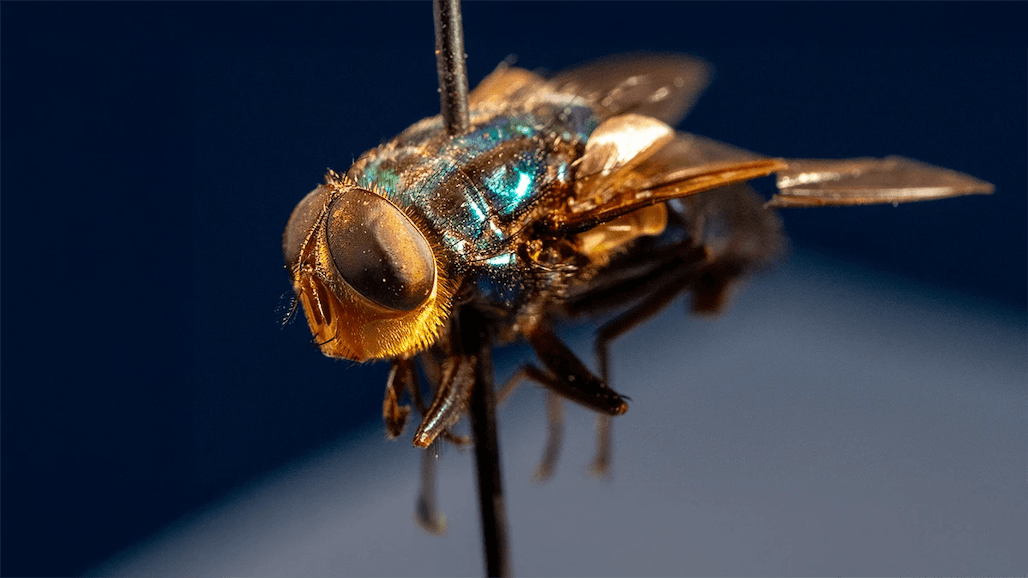 USDA Announces New World Screwworm Grand Challenge