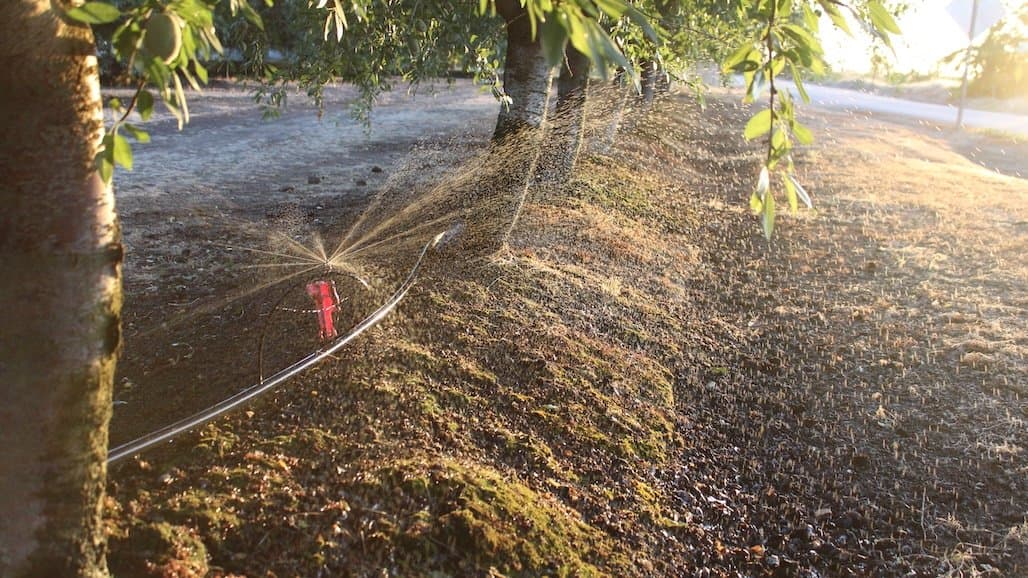Phytophthora Sampling in the Stockton East Water District