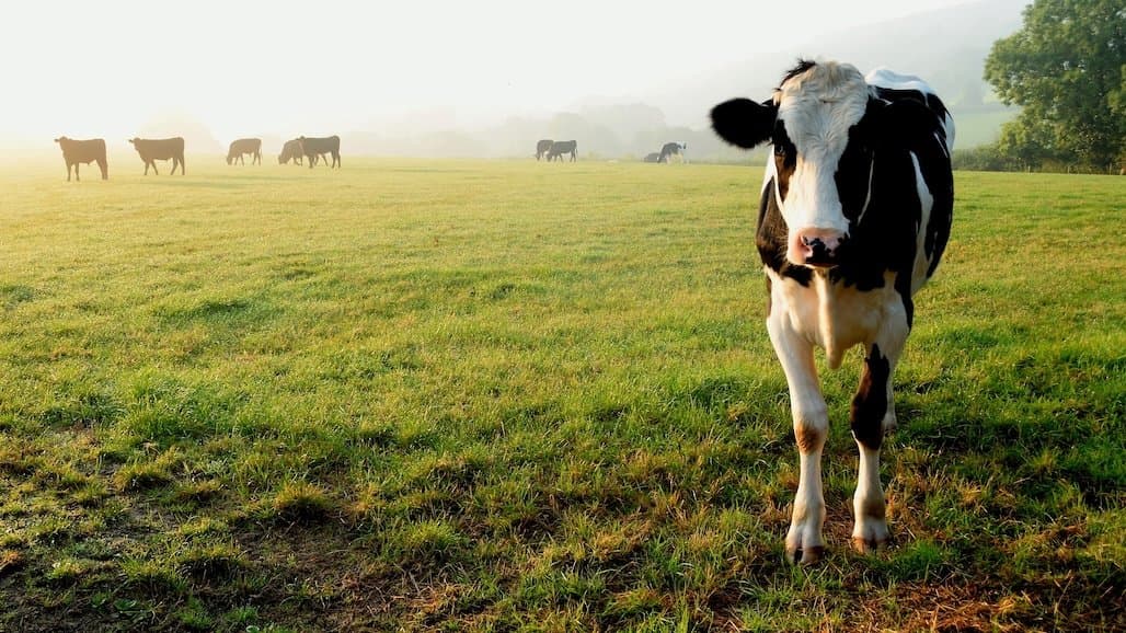 CDFA Holds Dairy Double Header