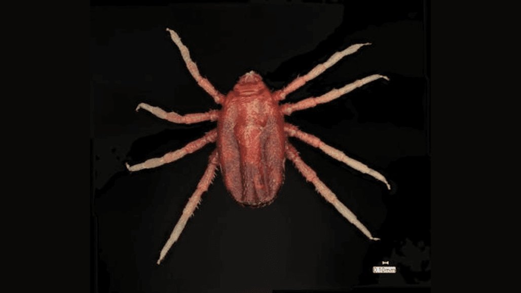 Taking the Bite Out of Cattle Fever Tick Disease