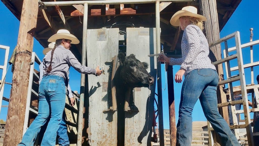 Research Fund Drives Vaccine Breakthroughs for Cattlemen